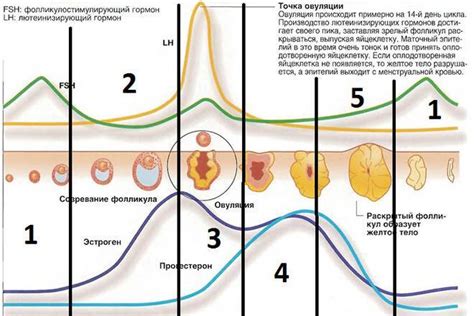 Оптимальная длина фолликулов для зачатия