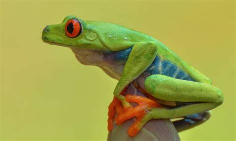 Оптимальное содержание и условия жизни для красноглазой квакши