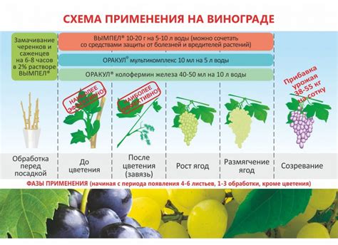 Оптимальные сроки применения