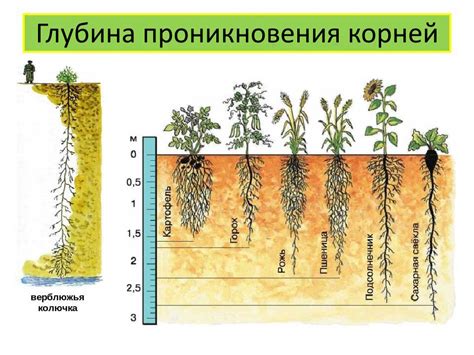 Оптимальный режим полива для сохранения плодородной земли