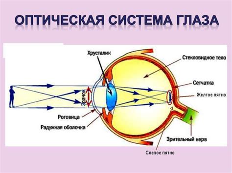 Оптическая поглощаемость света глазами