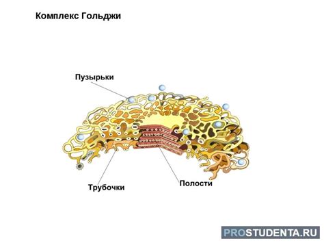 Организация аппарата Гольджи внутри клетки