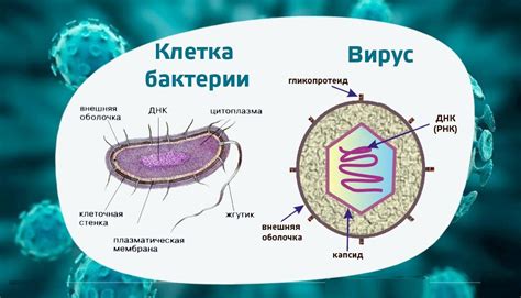 Органические инфекции и бактерии