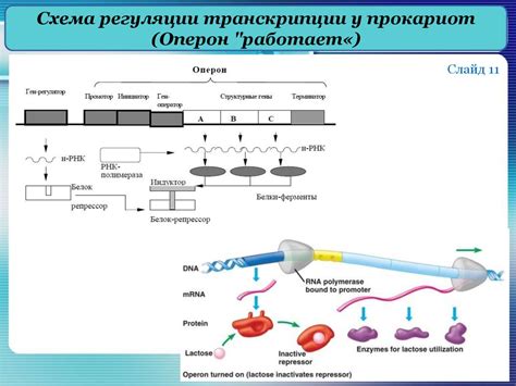 Органоиды в регуляции экспрессии генов