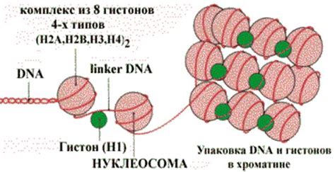 Органоиды в формировании хроматина