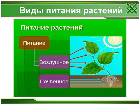 Органы воздушного питания у растений