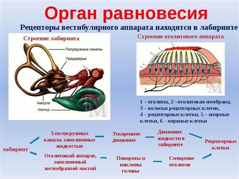 Органы равновесия