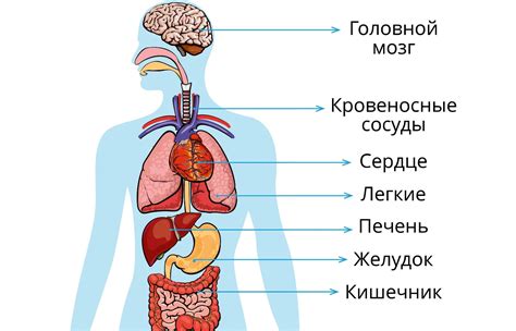 Органы человека и их роль