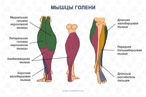 Ослабленная мышцы ноги: