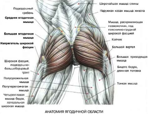 Ослабленные мышцы ягодиц