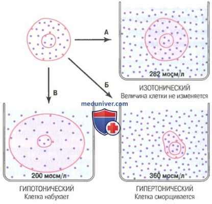 Осмотическое равновесие