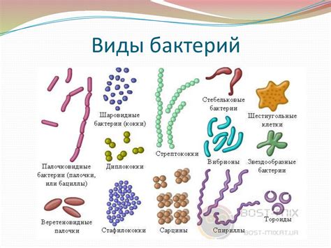 Основные виды бактерий прокариот и их роли