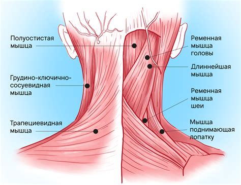 Основные особенности расположения