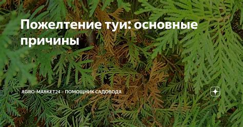 Основные причины появления желтизны туи