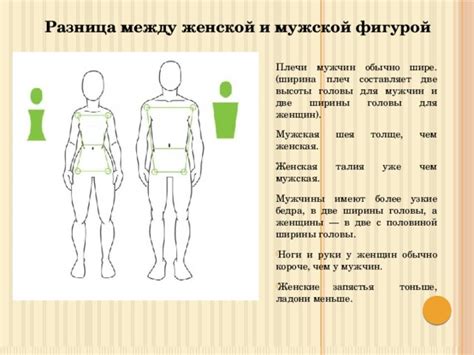 Основные причины разницы в ширине плеч между мужчинами и женщинами