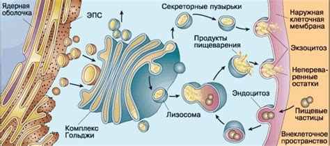 Основные ступени развития аппарата Гольджи