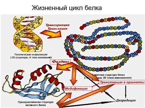 Основные типы белков