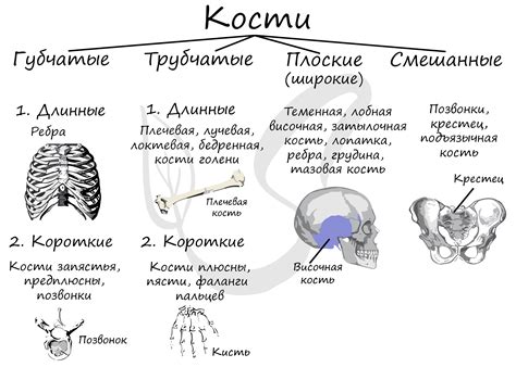 Основные функции костей