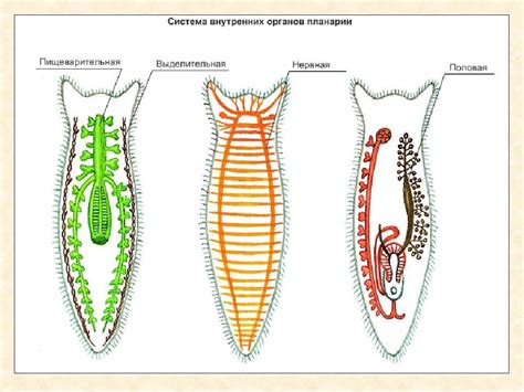 Основные черты плоского червя
