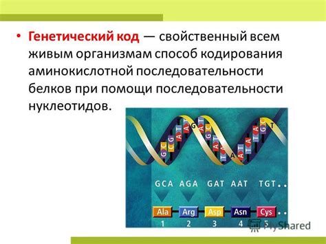 Основы генетического кодирования