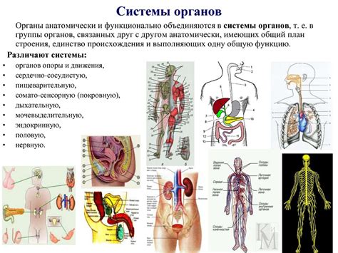 Особенности анатомии и физиологии женского тела