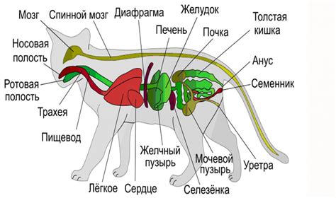 Особенности анатомии кота