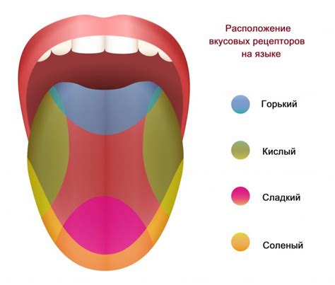 Особенности вкусовых рецепторов