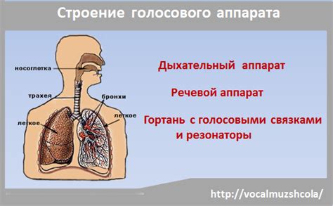 Особенности голосового аппарата