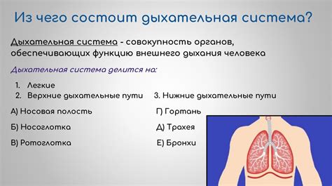 Особенности дыхания при сильном ветре у людей со заболеваниями дыхательной системы