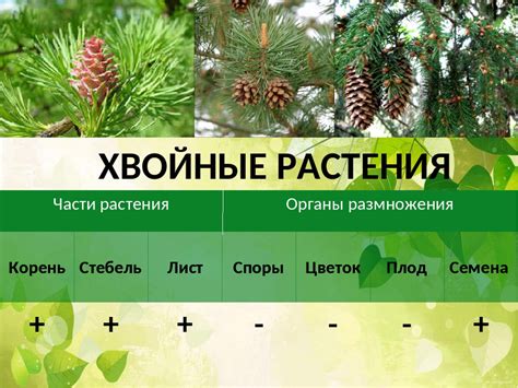 Особенности жизнедеятельности растений