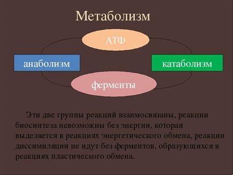 Особенности метаболизма синиц