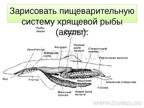 Особенности пищеварения рыбы у детей