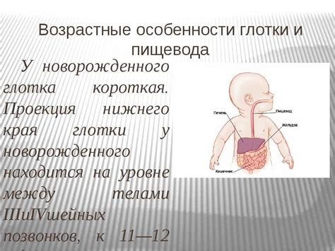 Особенности пищеварения семечек