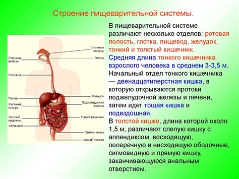 Особенности пищеварительной системы