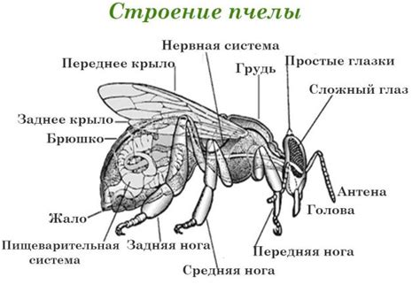 Особенности полета пчел