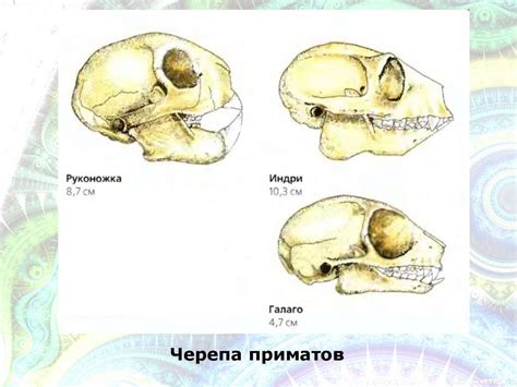 Особенности пробивания черепа у разных людей