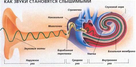 Особенности работы уха и их значимость в процессе восприятия звуков