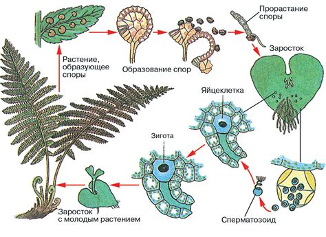 Особенности размножения