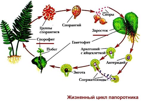 Особенности размножения растений