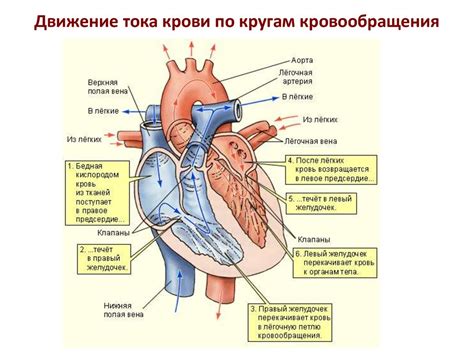 Особенности сердечно-сосудистой системы и ноги