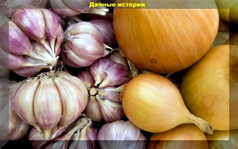 Особенности сортов чеснока и его влияние на остроту аджики