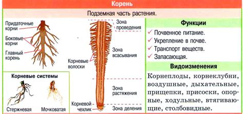 Особенности строения и свойства корней диффенбахии