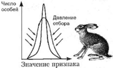 Особенности строения и функции ушей у зайцев