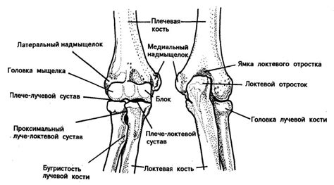 Особенности строения локтевого сустава
