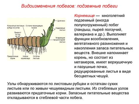 Особенности строения органа побега