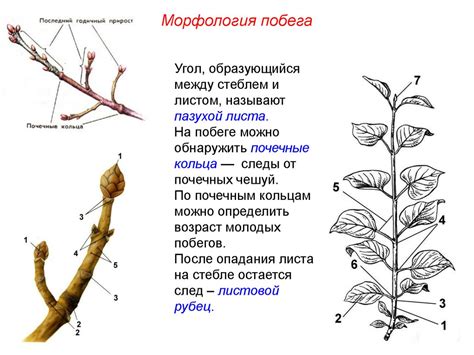 Особенности строения побега