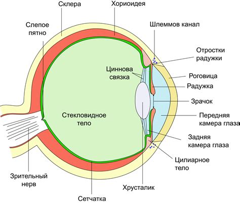 Особенности структуры глаза