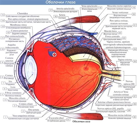 Особенности структуры глазного яблока