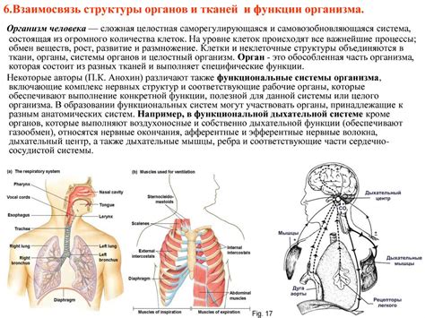 Особенности структуры и физиологии