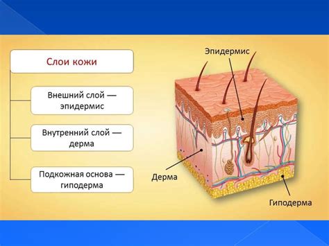 Особенности структуры кожи